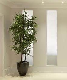Bamboo