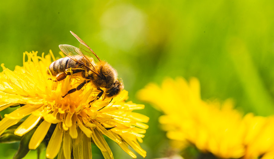 Happy Honey Month!