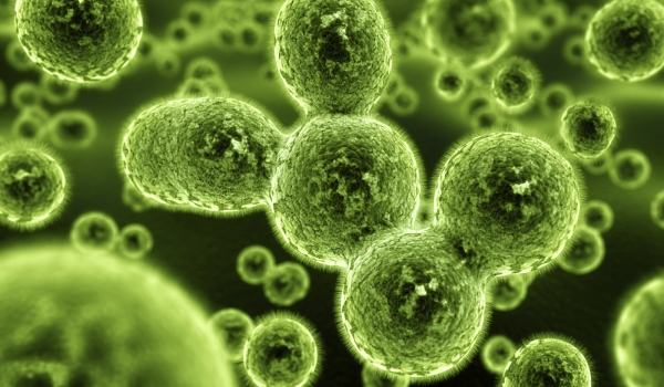 Bacteria