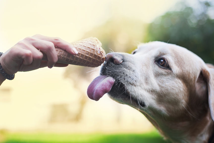 indoor air quality testing,The Dog Days of Summer Are Full of Hot Air